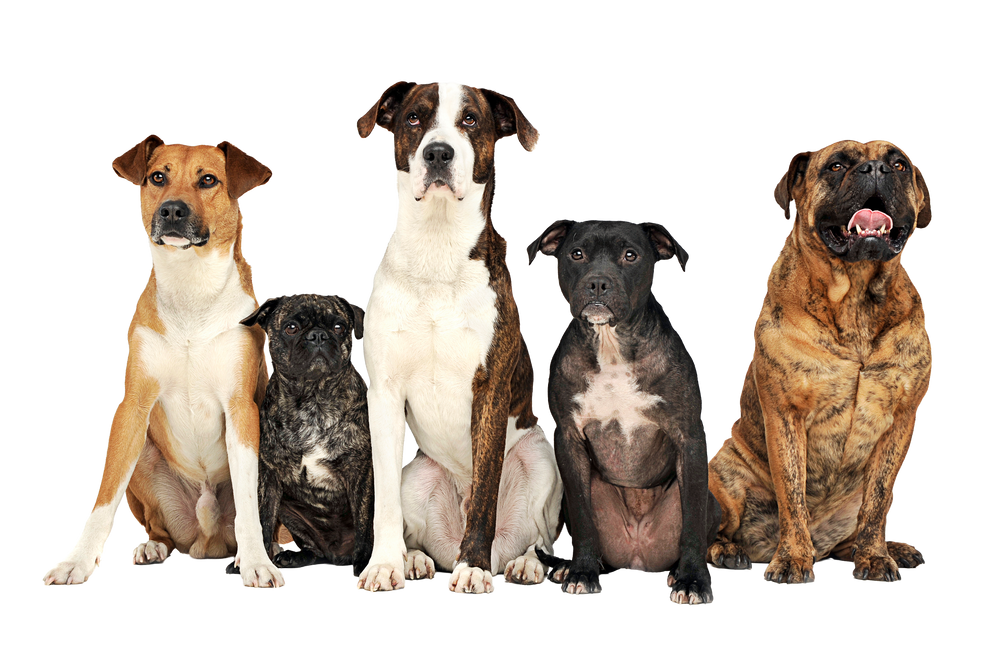 Dogs