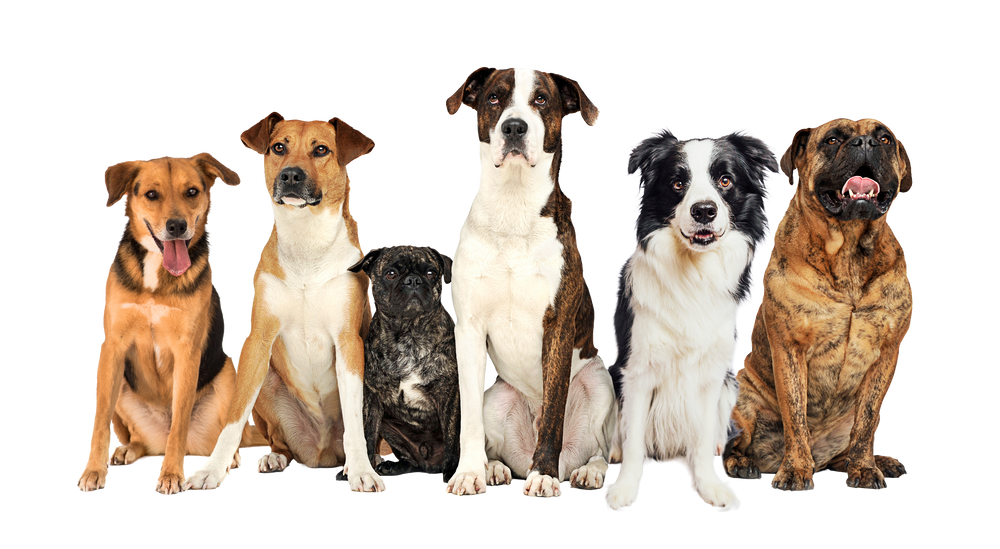 Dogs