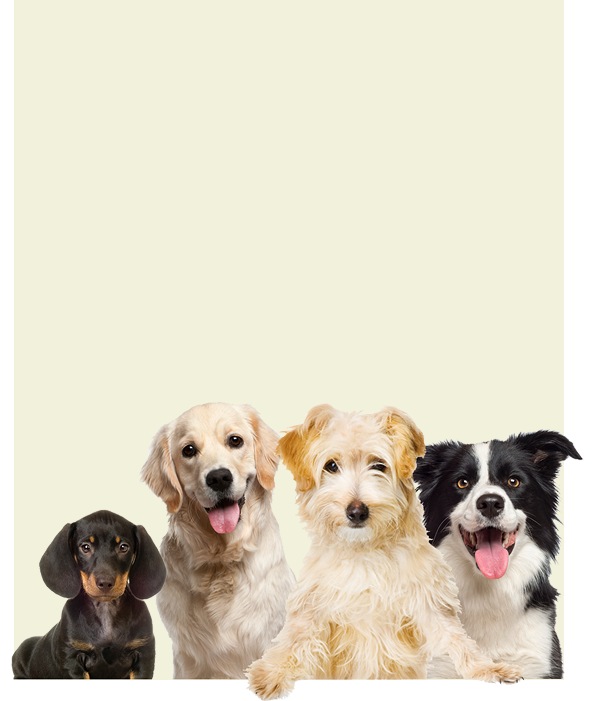 Dogs