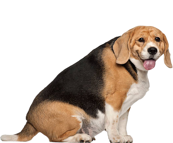 Overweight