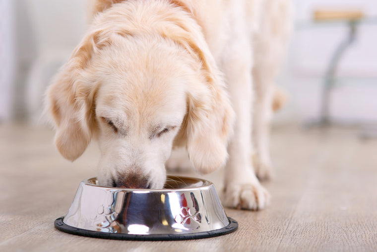 Dog food