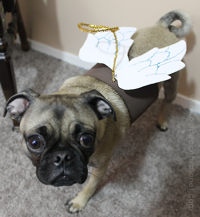 no-sew-small-dog-halloween-costume-idea-17