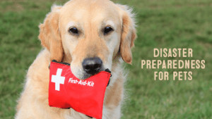 Disaster Preparedness for Pets