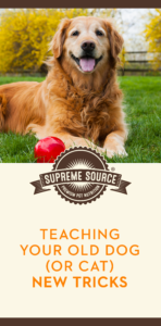 When teaching your pet new tricks, don’t forget the importance of positive reinforcement training.