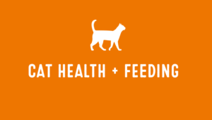 Cat Health and Feeding