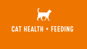 Cat Health and Feeding