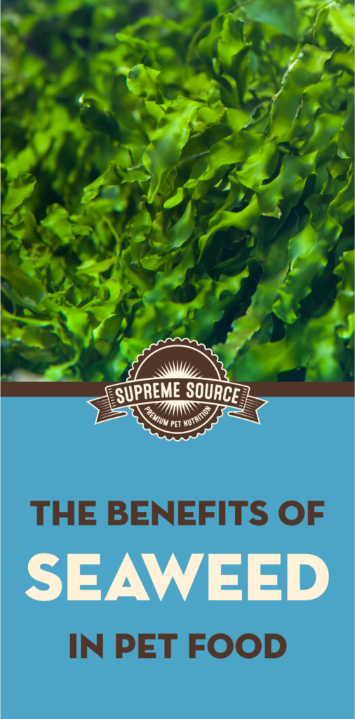 Superfoods can now be found in pet food! Supreme Source uses USDA Organic seaweed in pet food, including in all of its cat and dog food recipes.