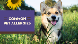 common pet allergies