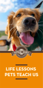 From true happiness to unconditional love, we are always learning from pets. The life lessons pets teach us are one of the many reasons to love them.